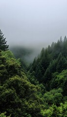 Fototapeta premium A dense forest valley is covered in thick fog
