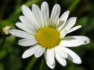 Obraz premium Margaritte mit KI bearbeitet