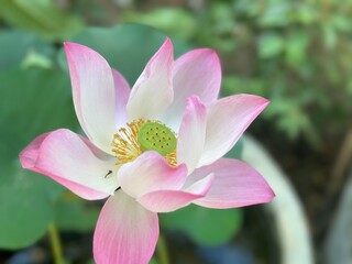 Lotus flower (Lotus or Nelumbo)