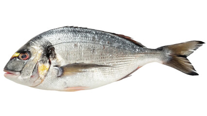 Obraz premium Single fresh raw dorado isolated on white background. Suitable for marketing or business purposes. PNG file