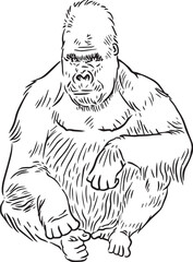 gorilla