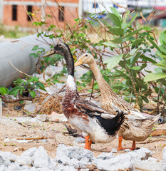 Two Ducks Standing Among Rocks, Green Plants, and Debris