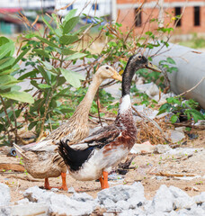 Two Ducks Standing Among Urban Debris and Greenery