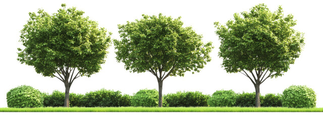 Fototapeta premium Lush Garden Landscape Isolated