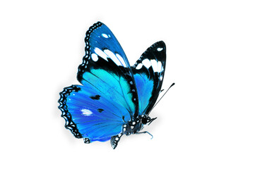 Beautiful blue butterfly flying isolated on white background. for graphics or advertising design.