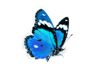 Beautiful blue butterfly flying isolated on white background. for graphics or advertising design.