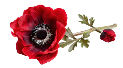 Red anemone flower blooming with transparent background