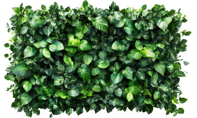 Realistic Bush Foliage Texture