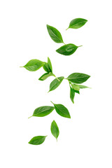 Basil green leaves falling isolated on white background