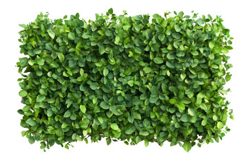 Obraz premium Natural Leaf Fence Cutout