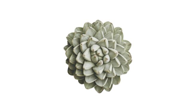 Echeveria succulent plant growing on transparent background - Powered by Adobe