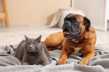 Cute dog and cat lying on floor at home