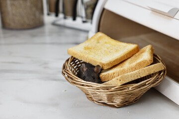 Grey rat and toasts in wicker basket near bread box on white marble table, space for text. Pest...