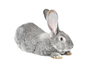 Fluffy grey rabbit on white background. Cute pet