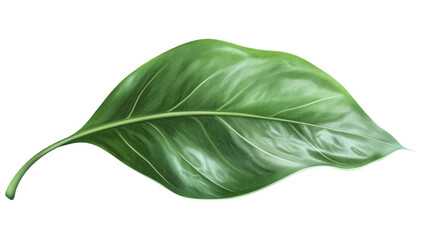Obraz premium Eucalyptus leaf png illustration on transparent background for design projects and botanical themes.
