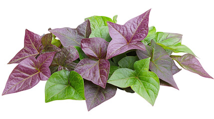 Green and purple leaves of sweet potato vine (ipomoea batatas), a tropical edible plant, isolated on transparent background.