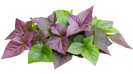 Green and purple leaves of sweet potato vine (ipomoea batatas), a tropical edible plant, isolated on transparent background.