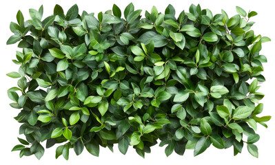 Green Leaf Hedge Isolated PNG