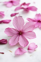 Beautiful cherry blossom flower petal in Spring.
