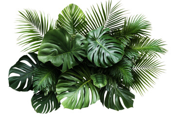 Exotic Palm and Monstera Leaves Transparent