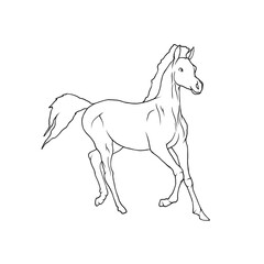 horse vector illustration