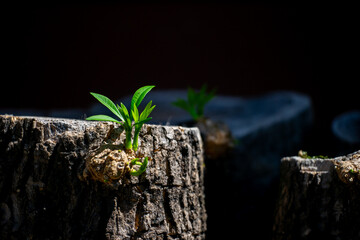 Green Sprouts Emerging from Cut Tree Stumps in Natural Lighting