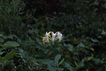 Honeysuckle in field