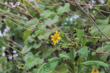 yellow flower on the tree