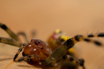Portrait of orange spider, Alpaida veniliae