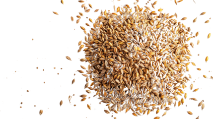 Pile of malting barley grain falling on transparent background