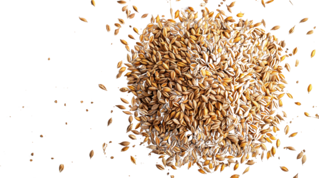 Pile of malting barley grain falling on transparent background