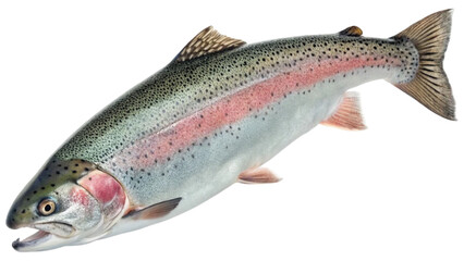 Obraz premium Close up rainbow trout fish isolated on white background. Suitable for marketing or business purposes. PNG file