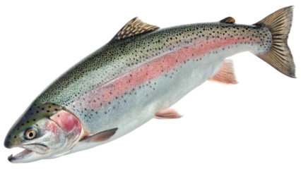Close up rainbow trout fish isolated on white background. Suitable for marketing or business purposes. PNG file