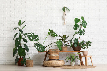 Bench and Monstera houseplants near white brick wall in room