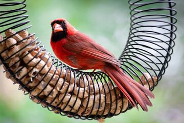 Cardinal on Peanut Feeder Red Bird