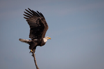 Bald Eagle Bird America