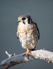Kestrel American Kestrel Perched Close up