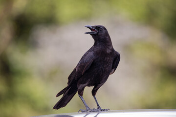 Raven Blackbird Crow Bird Calling