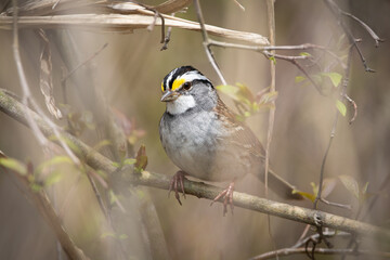 White-throated Sparrow Bird Perched