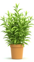 Fototapeta premium Green potted plant with lush leafy foliage in terracotta pot