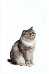 Obraz premium Cute Gray Cat Sitting Gracefully Against a White Background with Captivating Eyes 