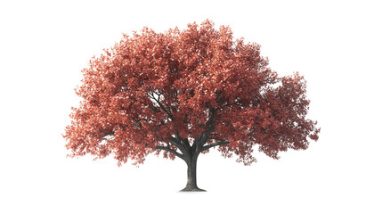 Fototapeta premium Northern red oak tree (quercus rubra) isolated on transparent background - high quality png of a deciduous tree native to north america.