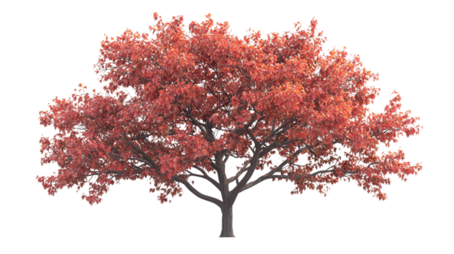 Northern red oak tree (quercus rubra) isolated on transparent background - high quality png of a deciduous tree native to north america.