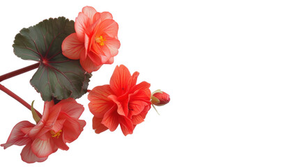 Vibrant orange begonia flowers with transparent background