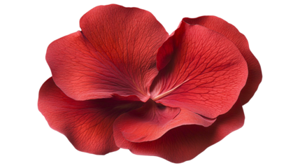 Single red rose petal top view png with transparent background for romantic floral designs and creative art projects.