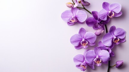 Vibrant purple orchids elegantly displayed on a clean white backdrop, complemented by a soft pink background, highlighting their beauty and grace.