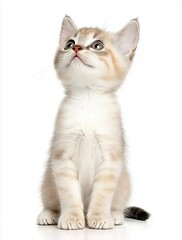Obraz premium Adorable Kitten Gazing Upward with Playful Curiosity Against a Clean White Background