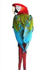 Obraz premium Stunning Macaw Parrot Perched Gracefully Against a White Background with Vibrant Colors 