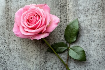 A delicate pink rose rests elegantly on a textured concrete surface, showcasing the contrast between natural beauty and urban surroundings.