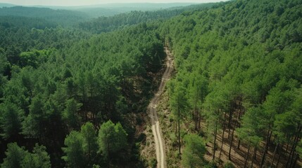 Obraz premium Aerial view of a winding dirt road meandering through a lush green forest, showcasing nature's beauty and tranquility.